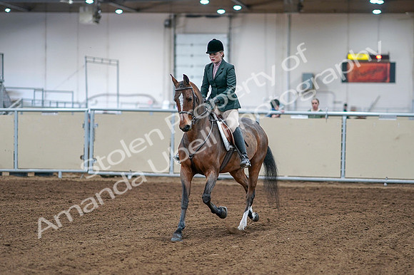2020 - AB Morgan Horse - Fri, Sept 04 - 01482