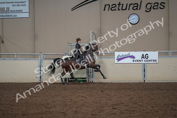 2019 Morgan Horse Show - Aug 30, 2019 - 28200