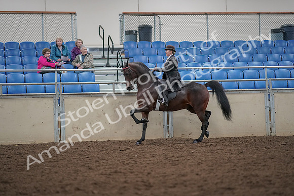 2019 Morgan Horse Show - Aug 30, 2019 - 27947