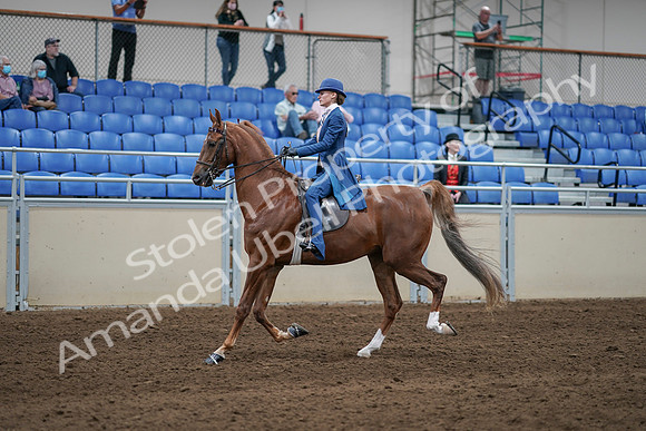 2020 - AB Morgan Horse - Sat, Sept 05 - 06198
