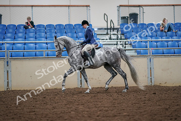 2019 Morgan Horse Show - Aug 30, 2019 - 16211