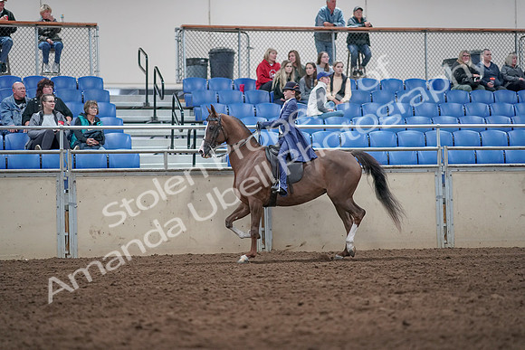 2019 Morgan Horse Show - Aug 31, 2019 - 20450