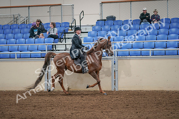2020 - AB Morgan Horse - Fri, Sept 04 - 08037