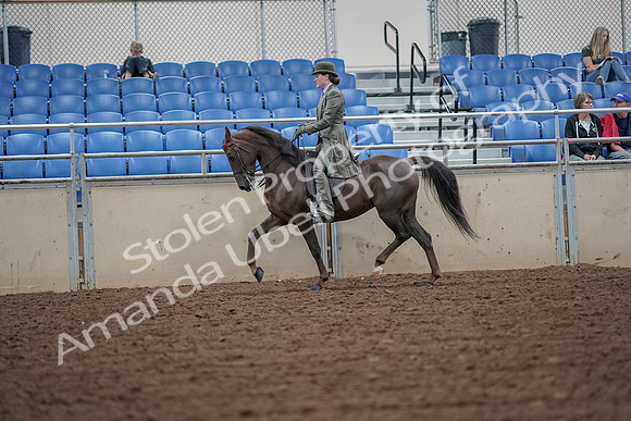 2019 Morgan Horse Show - Aug 30, 2019 - 15399
