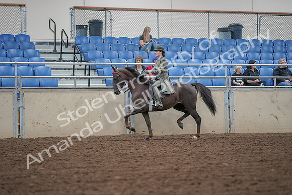 2019 Morgan Horse Show - Aug 30, 2019 - 15514