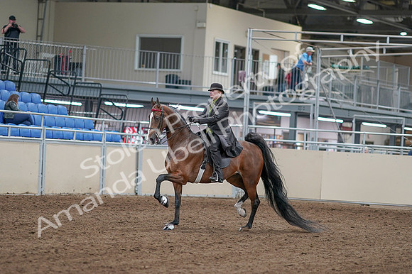 2020 - AB Morgan Horse - Fri, Sept 04 - 09523