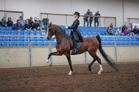 2019 Morgan Horse Show - Aug 31, 2019 - 20367