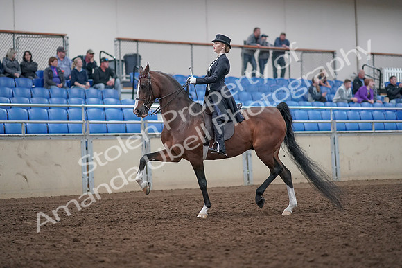 2019 Morgan Horse Show - Aug 31, 2019 - 20367