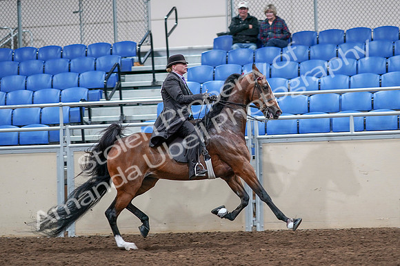 2020 - AB Morgan Horse - Sat, Sept 05 - 13237