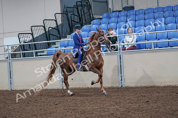 2020 - AB Morgan Horse - Fri, Sept 04 - 05236
