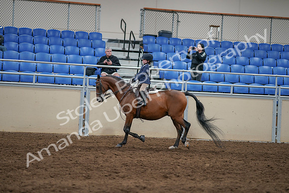 2020 - AB Morgan Horse - Sun, Sept 06 - 07840