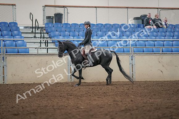 2019 Morgan Horse Show - Aug 31, 2019 - 04919