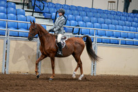 2020 - AB Morgan Horse - Fri, Sept 04 - 02953