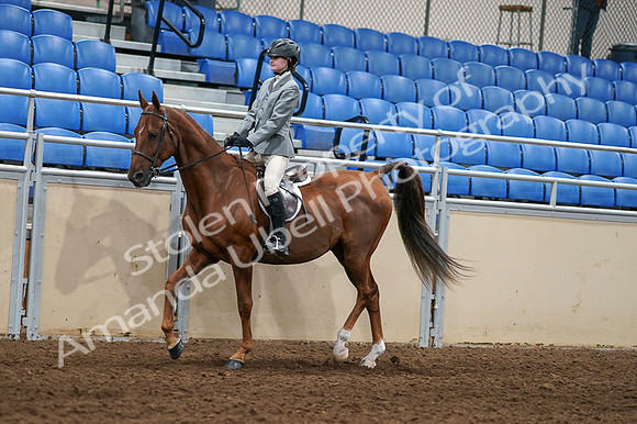 2020 - AB Morgan Horse - Fri, Sept 04 - 02953