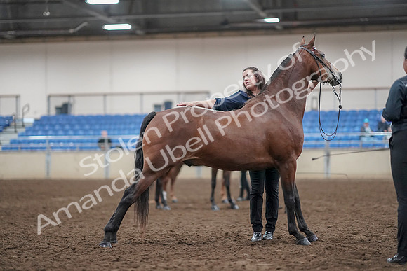 2019 Morgan Horse Show - Aug 31, 2019 - 01388
