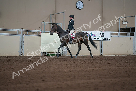 2019 Morgan Horse Show - Sept 01, 2019 - 03966