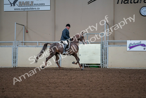 2019 Morgan Horse Show - Aug 30, 2019 - 17644