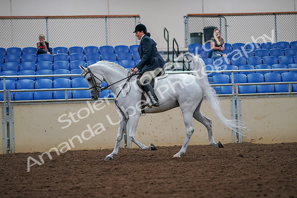 2019 Morgan Horse Show - Aug 30, 2019 - 17316