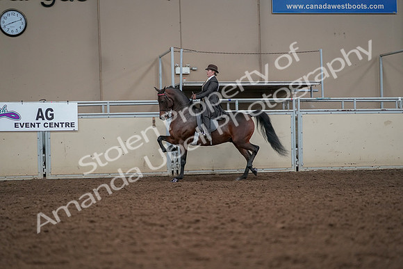 2019 Morgan Horse Show - Aug 30, 2019 - 27971