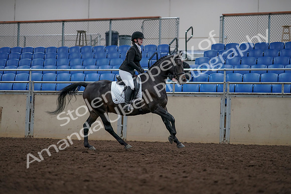 2019 Morgan Horse Show - Aug 31, 2019 - 16751