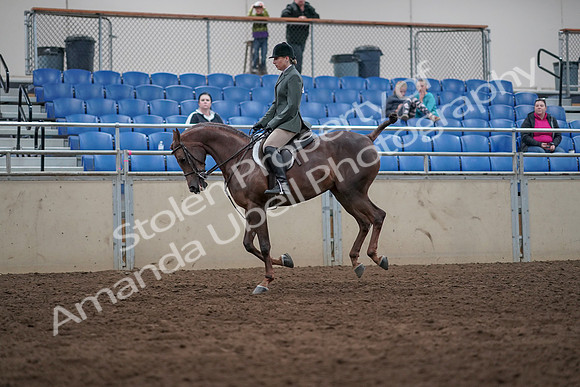 2019 Morgan Horse Show - Sept 01, 2019 - 08751