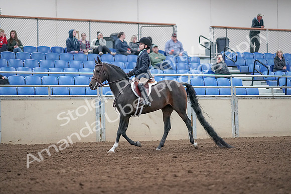 2019 Morgan Horse Show - Aug 31, 2019 - 19483