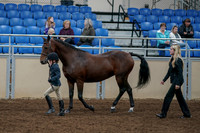 2020 - AB Morgan Horse - Fri, Sept 04 - 00996