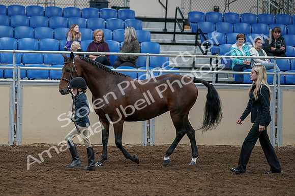 2020 - AB Morgan Horse - Fri, Sept 04 - 00996