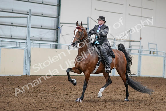 2020 - AB Morgan Horse - Sat, Sept 05 - 13154