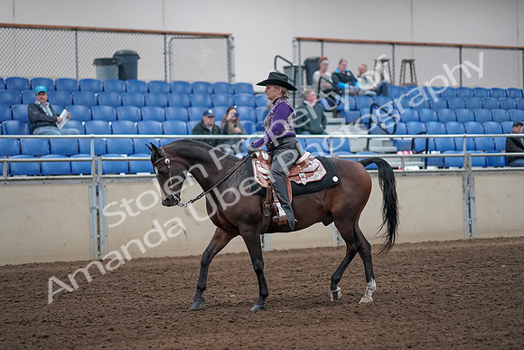 2019 Morgan Horse Show - Aug 31, 2019 - 10540