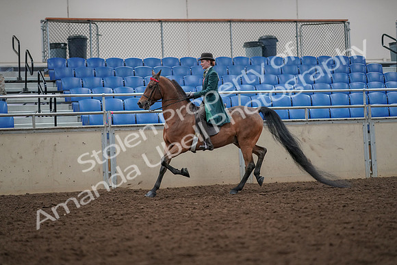 2019 Morgan Horse Show - Aug 30, 2019 - 27957