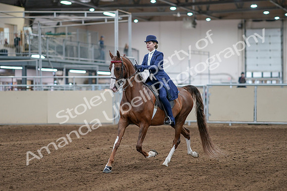 2020 - AB Morgan Horse - Sat, Sept 05 - 06067