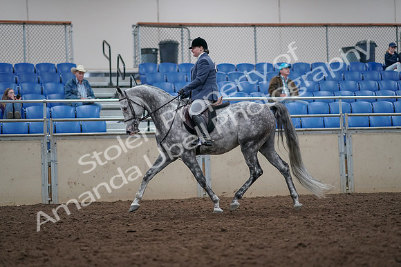2019 Morgan Horse Show - Aug 31, 2019 - 14774