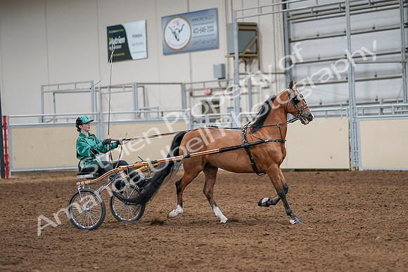 2020 - AB Morgan Horse - Sat, Sept 05 - 12444