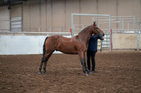 2019 Morgan Horse Show - Aug 31, 2019 - 01003