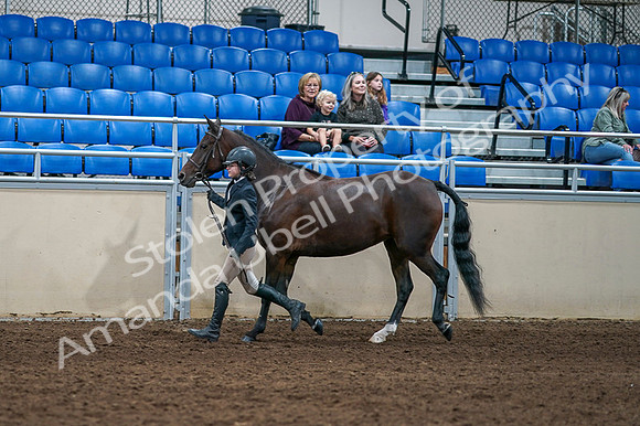 2020 - AB Morgan Horse - Fri, Sept 04 - 00739