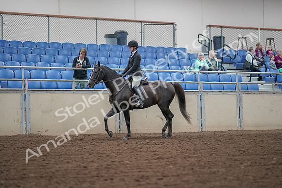 2019 Morgan Horse Show - Aug 30, 2019 - 14876