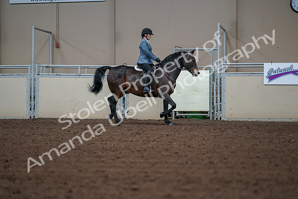 2019 Morgan Horse Show - Aug 30, 2019 - 18517