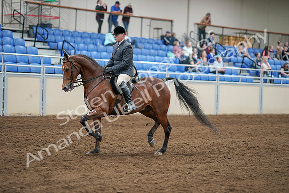2020 - AB Morgan Horse - Sat, Sept 05 - 06871