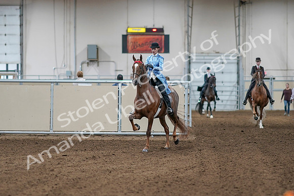 2020 - AB Morgan Horse - Sat, Sept 05 - 06083