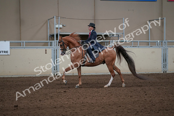 2019 Morgan Horse Show - Sept 01, 2019 - 11939
