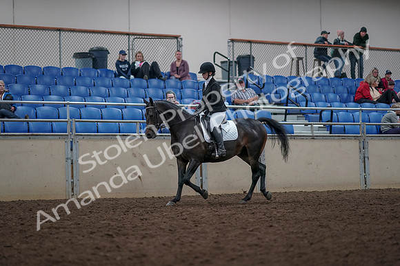 2019 Morgan Horse Show - Aug 31, 2019 - 16642
