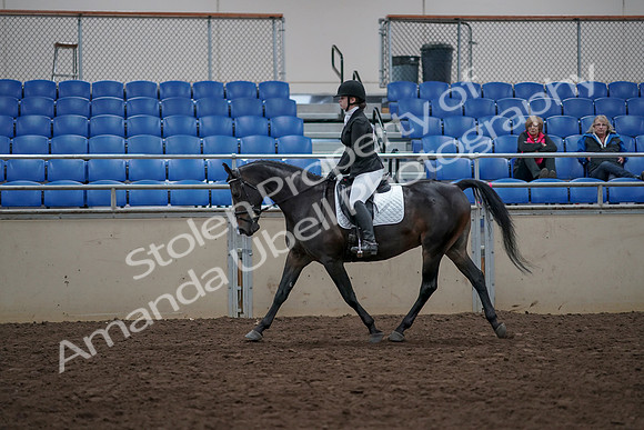 2019 Morgan Horse Show - Aug 31, 2019 - 16501