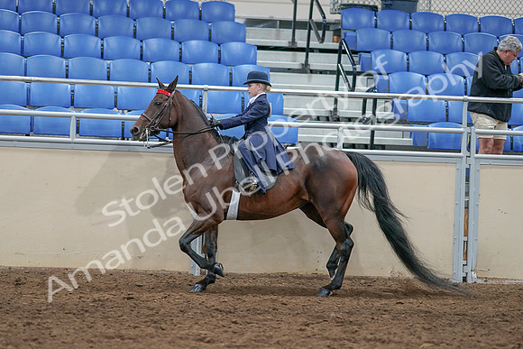 2020 - AB Morgan Horse - Sat, Sept 05 - 04787