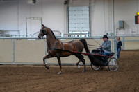 2020 - AB Morgan Horse - Fri, Sept 04 - 01044
