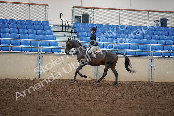 2019 Morgan Horse Show - Aug 30, 2019 - 12306