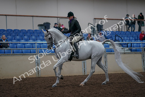 2019 Morgan Horse Show - Aug 31, 2019 - 16016