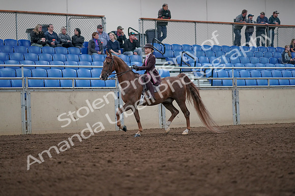 2019 Morgan Horse Show - Aug 31, 2019 - 20505