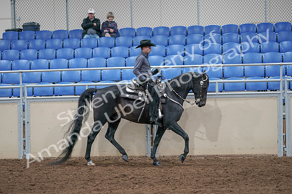 2020 - AB Morgan Horse - Fri, Sept 04 - 08478