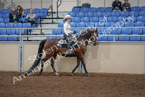 2020 - AB Morgan Horse - Fri, Sept 04 - 08440
